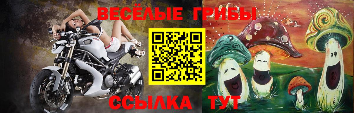 Галлюциногенные грибы Psilocybe  Белгород 